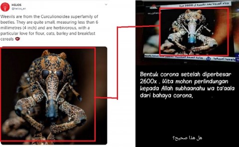 Detail Gambar Asli Bentuk Kuman Nomer 24