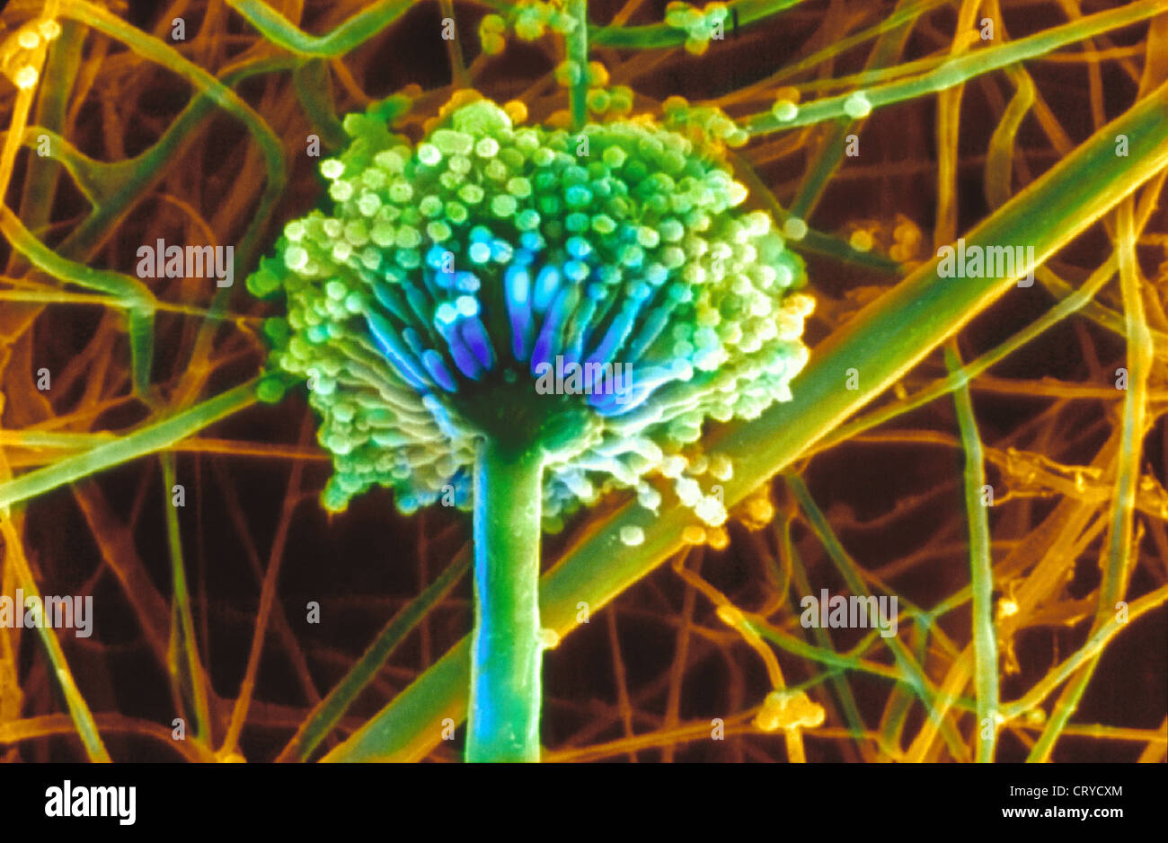 Gambar Aspergillus Niger - KibrisPDR