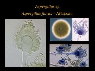 Detail Gambar Aspergillus Niger Nomer 32