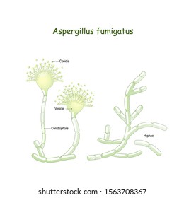 Detail Gambar Aspergillus Niger Nomer 5