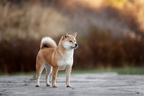 Detail Gambar Asu Mudik Gambar Anjing Lucu Pake Motor Nomer 29