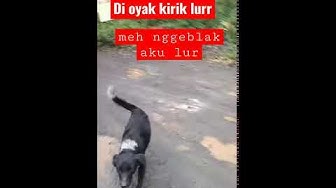 Download Gambar Asu Mudik Gambar Anjing Lucu Pake Motor Nomer 52