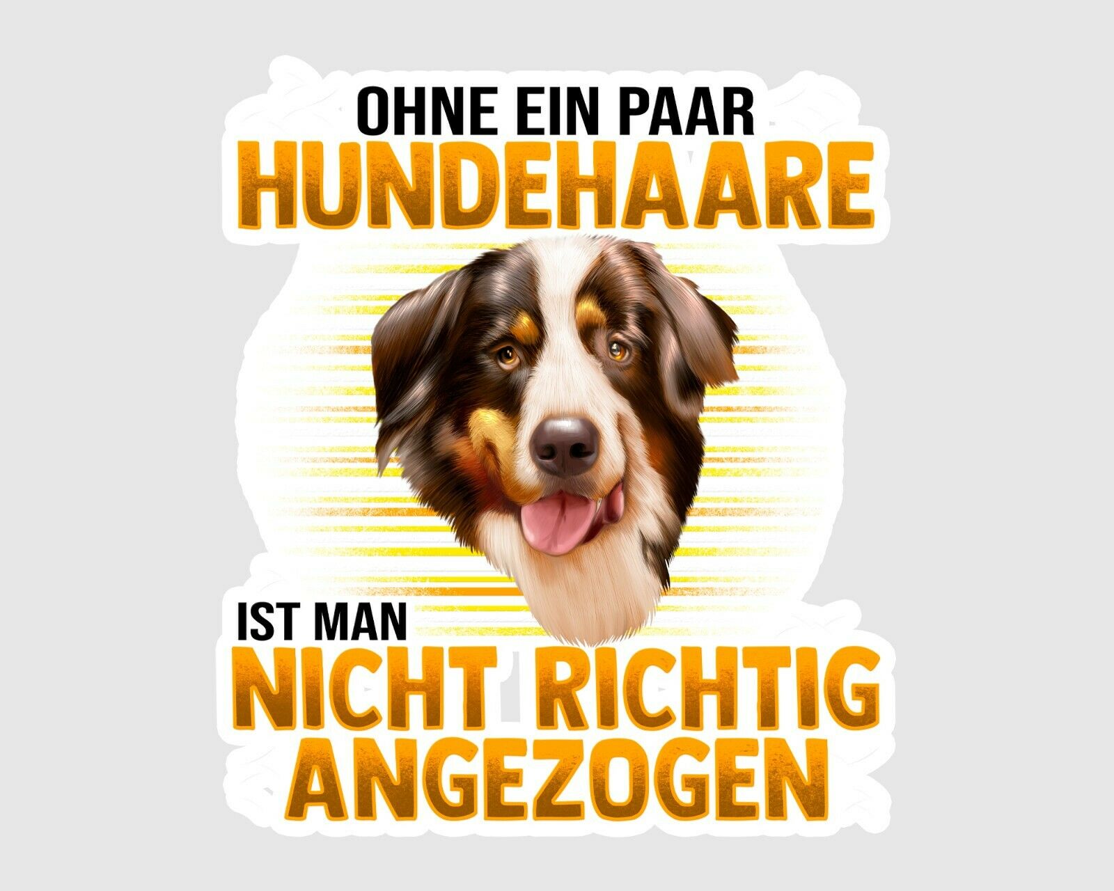 Detail Border Collie Berner Sennenhund Mix Nomer 23