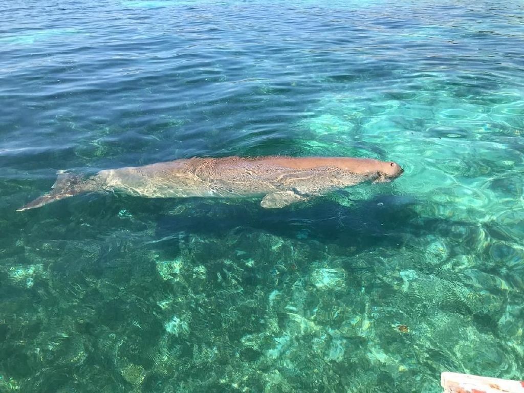 Detail Cara Memanggil Putri Duyung Di Laut Nomer 30