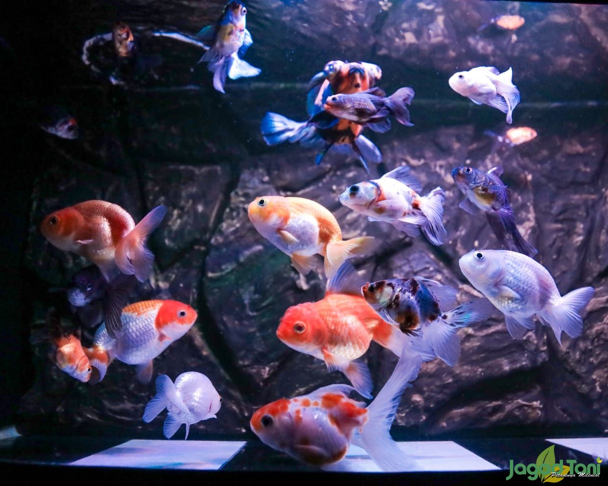 Detail Cara Membuat Background Aquarium Nomer 9