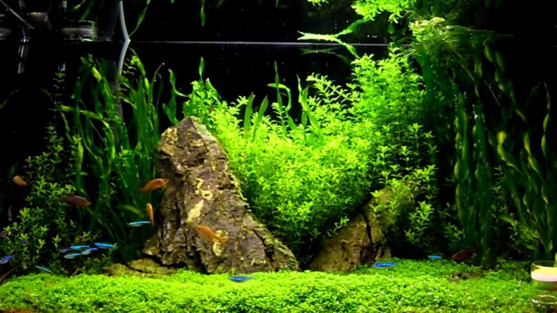 Detail Cara Membuat Background Aquarium Nomer 20