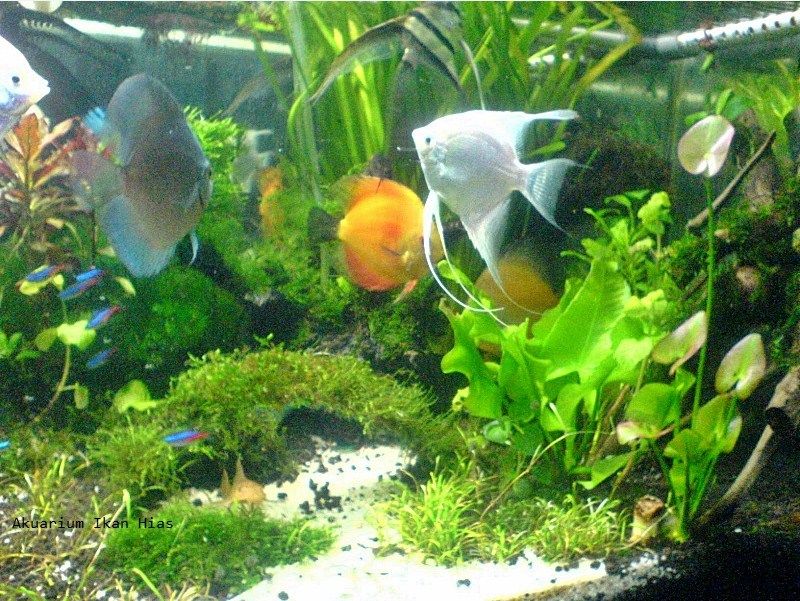 Download Cara Membuat Background Aquarium Nomer 23