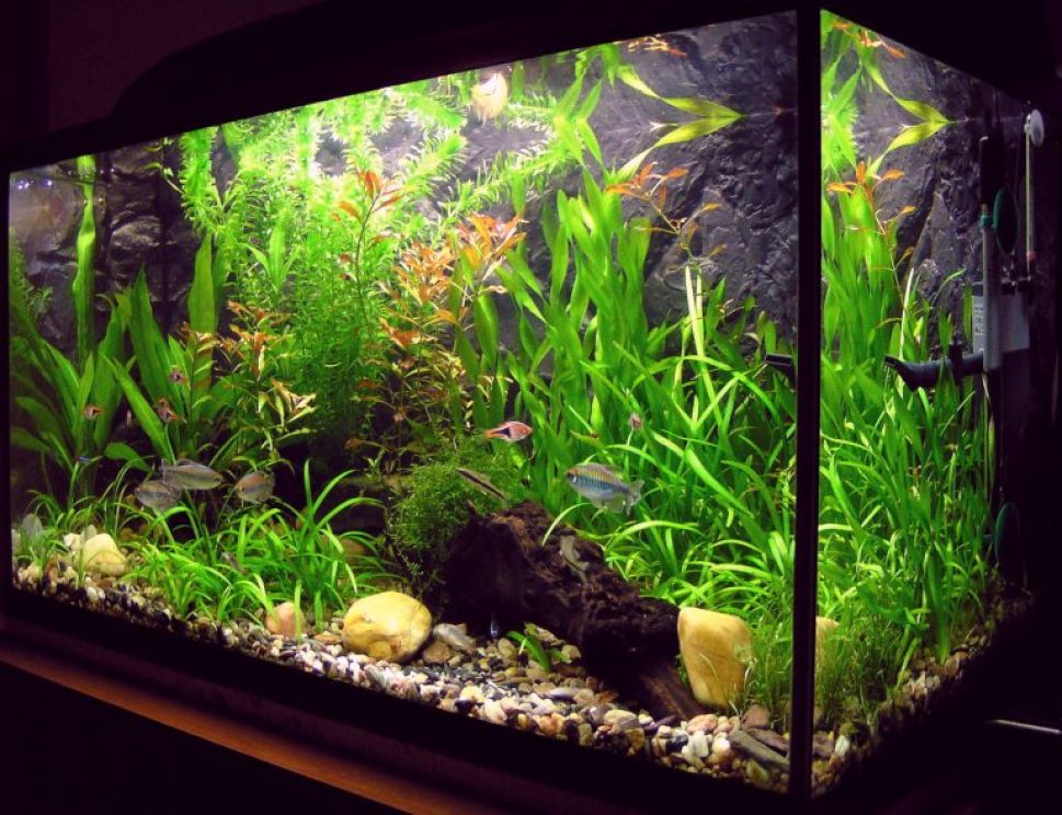 Detail Cara Membuat Background Aquarium Nomer 24