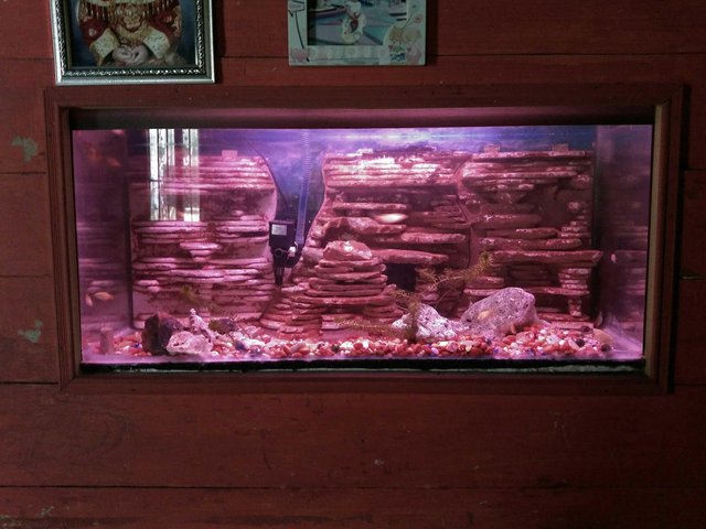 Detail Cara Membuat Background Aquarium Nomer 25