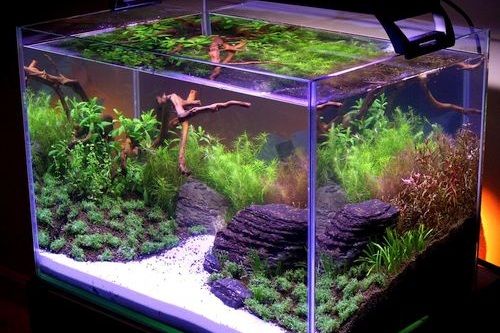 Detail Cara Membuat Background Aquarium Nomer 26