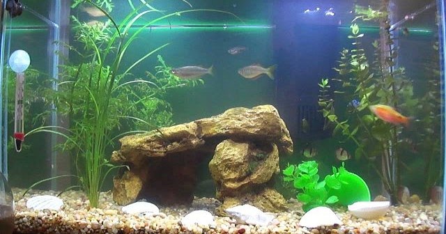 Detail Cara Membuat Background Aquarium Nomer 29