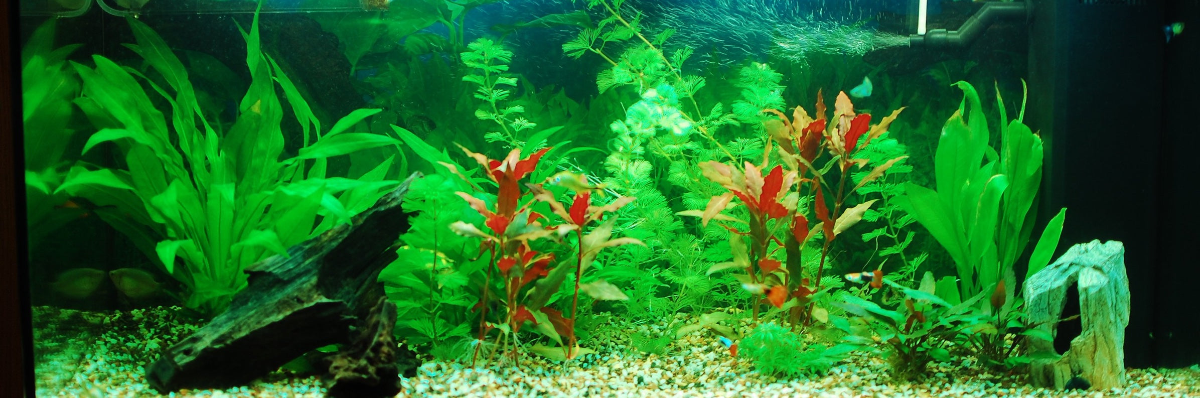 Detail Cara Membuat Background Aquarium Nomer 30