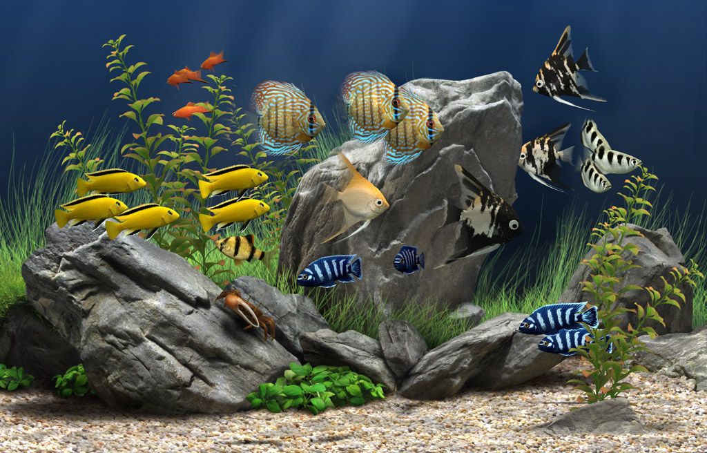Detail Cara Membuat Background Aquarium 3d Nomer 11