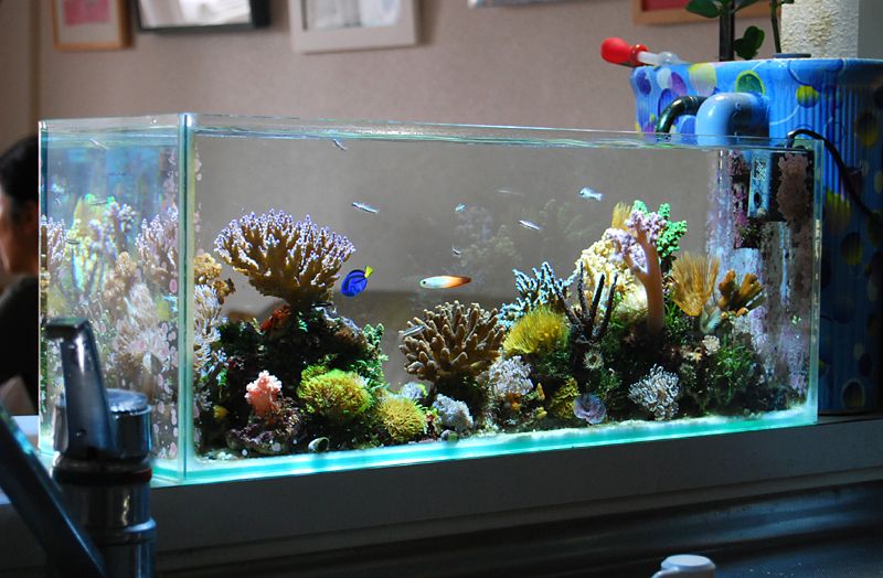 Detail Cara Membuat Background Aquarium Nomer 32