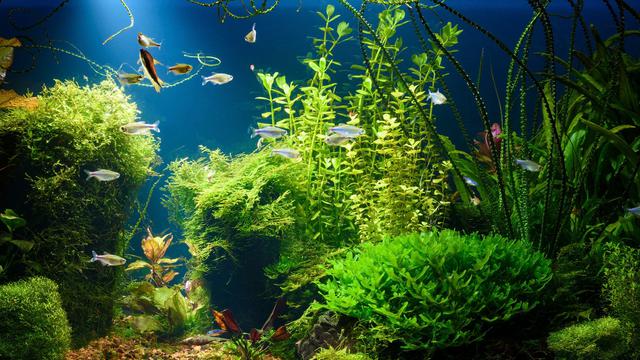 Detail Cara Membuat Background Aquarium Nomer 33