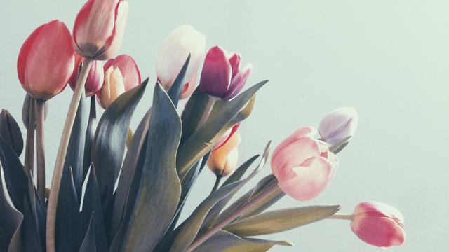 Detail Cara Membuat Bunga Tulip Dari Pita Jepang Nomer 52