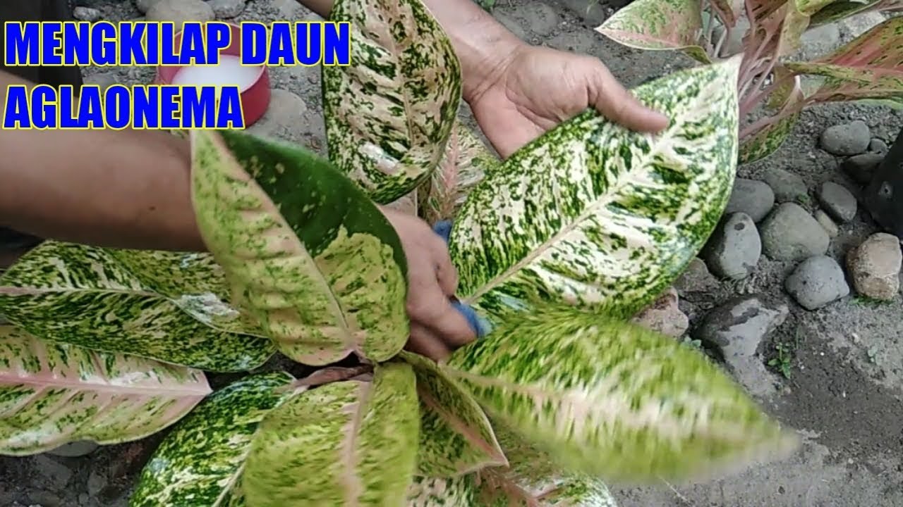 Detail Cara Membuat Daun Mengkilap Nomer 13