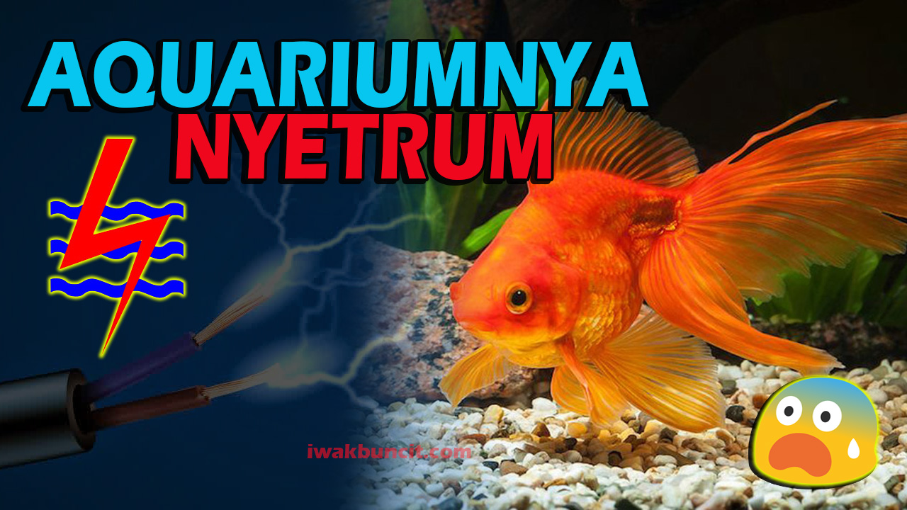 Detail Cara Membuat Gelembung Aquarium Tanpa Listrik Nomer 52