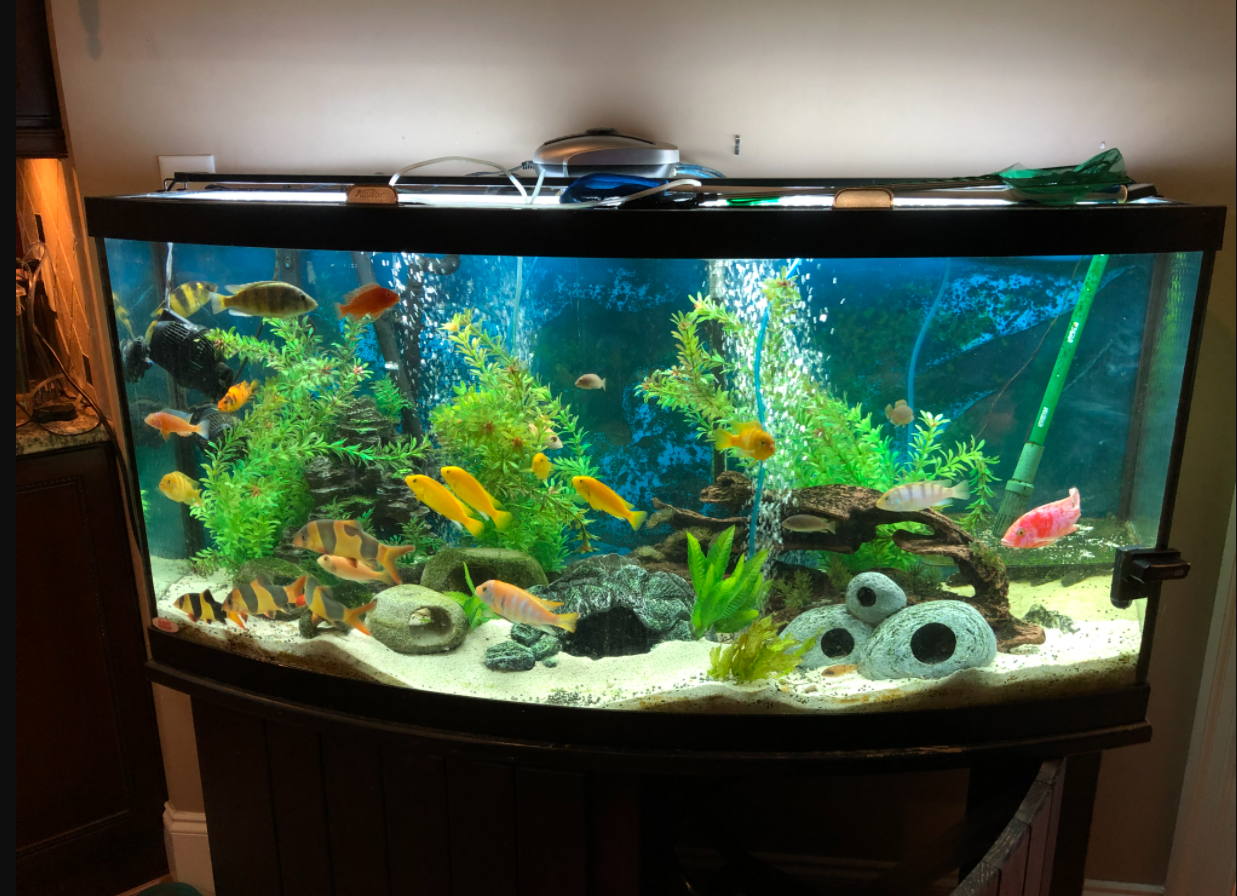 Detail Cara Membuat Hiasan Aquarium Dari Barang Bekas Nomer 52