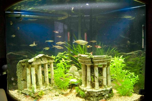 Detail Cara Membuat Hiasan Tebing Aquarium Nomer 21