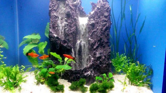 Detail Cara Membuat Hiasan Tebing Aquarium Nomer 6