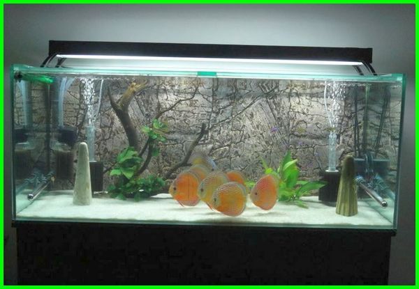 Detail Cara Membuat Lampu Aquarium Sederhana Nomer 36