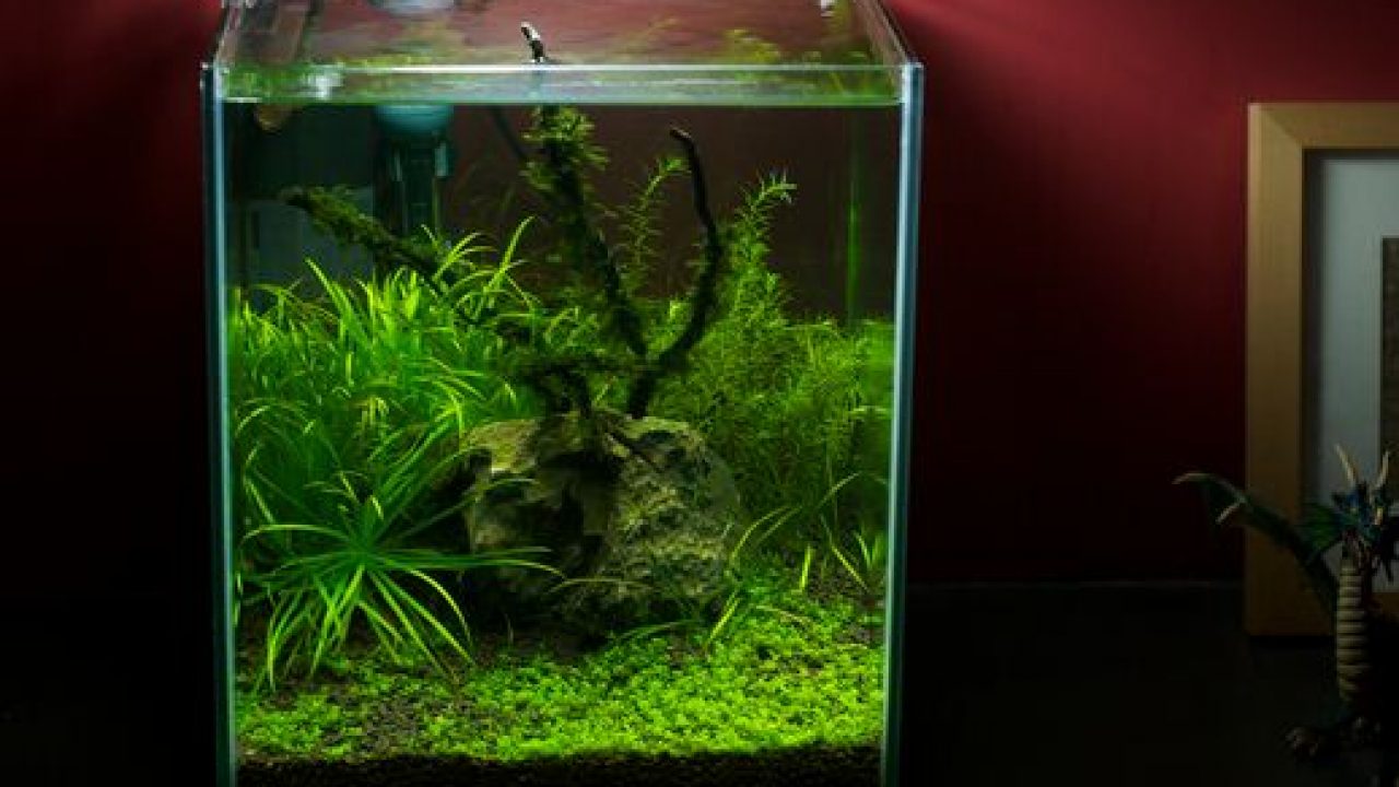 Detail Cara Membuat Lampu Aquarium Sederhana Nomer 38