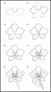 Detail Cara Menggambar Bunga Anggrek Yang Mudah Nomer 18