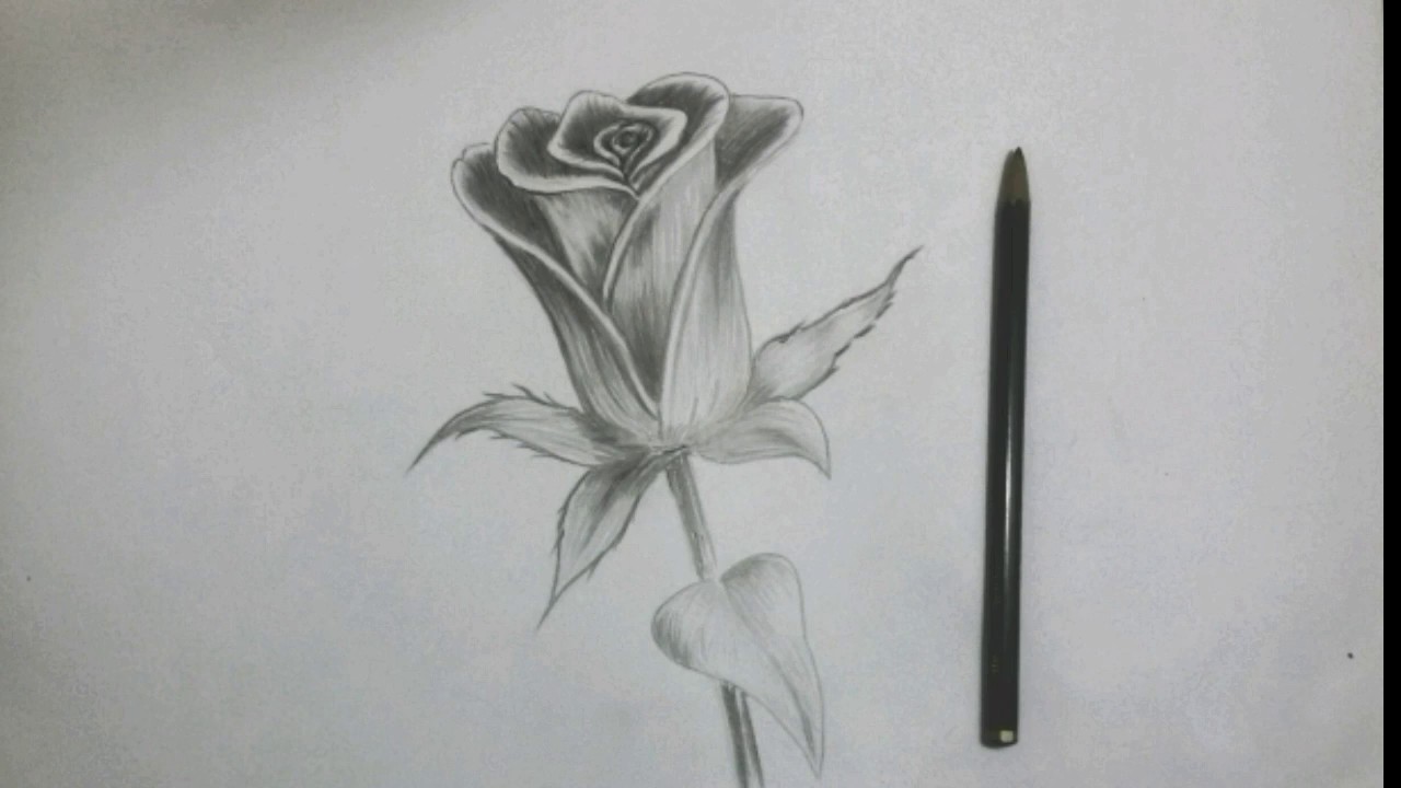 Detail Cara Menggambar Bunga Dengan Pensil Nomer 18