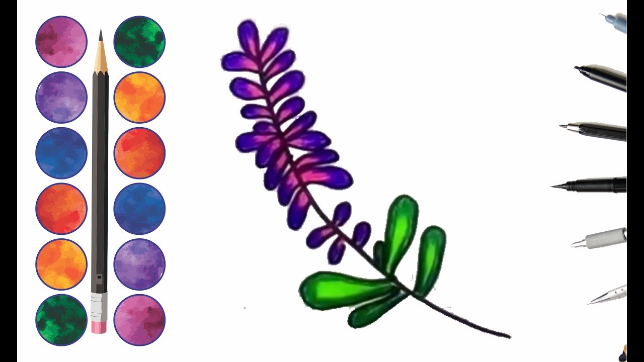 Cara Menggambar Bunga Lavender - KibrisPDR