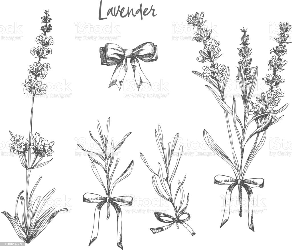 Detail Cara Menggambar Bunga Lavender Nomer 14