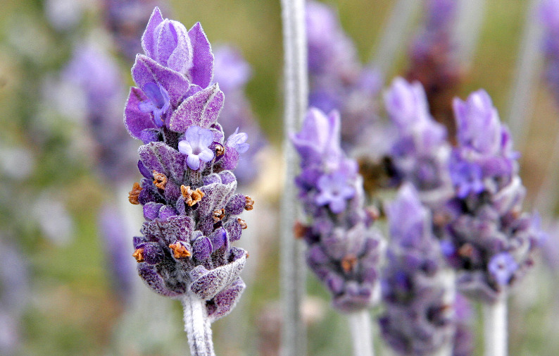 Detail Cara Menggambar Bunga Lavender Nomer 30