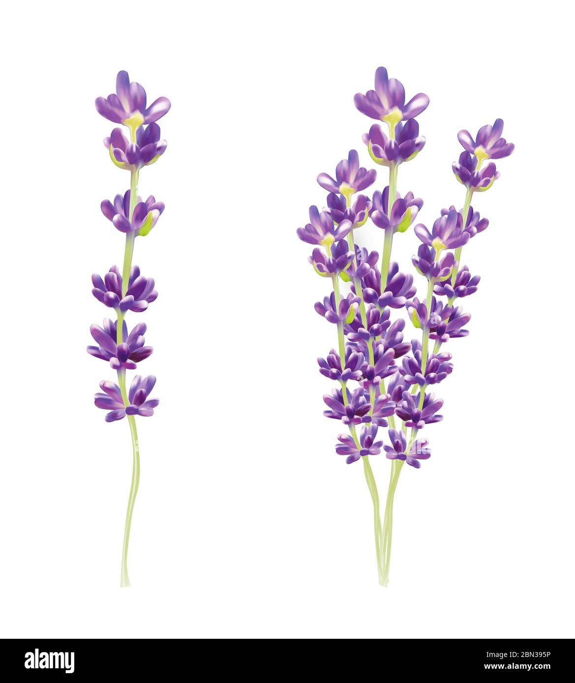 Detail Cara Menggambar Bunga Lavender Nomer 32