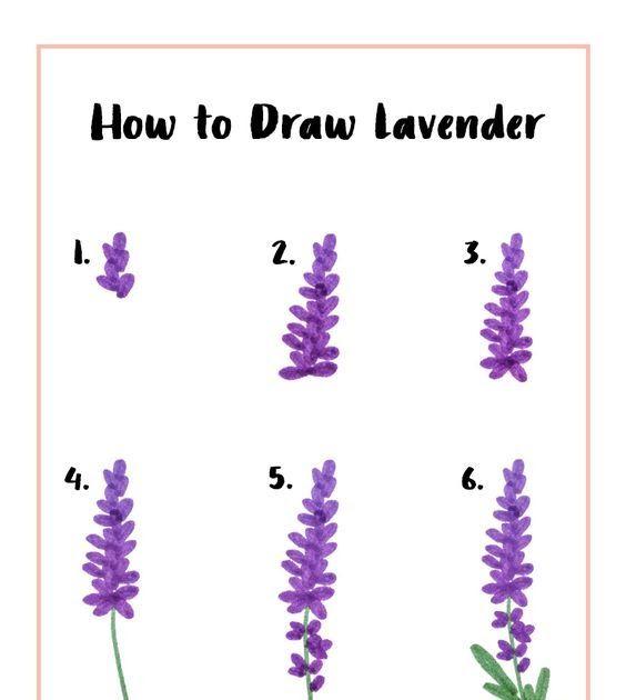 Detail Cara Menggambar Bunga Lavender Nomer 6