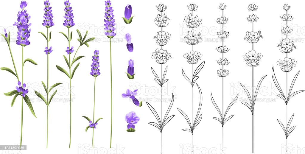 Detail Cara Menggambar Bunga Lavender Nomer 8