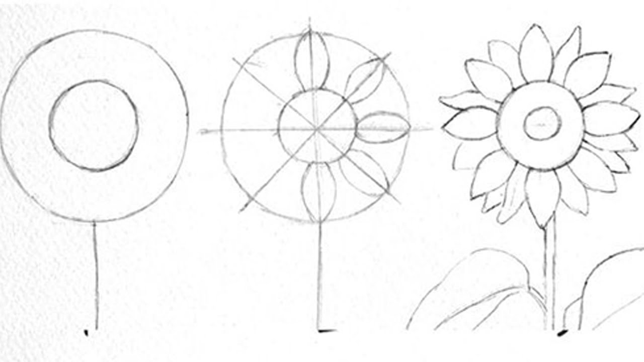 Detail Cara Menggambar Bunga Matahari Dengan Pensil Nomer 34