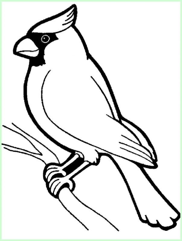 Detail Cara Menggambar Burung Beo Nomer 12