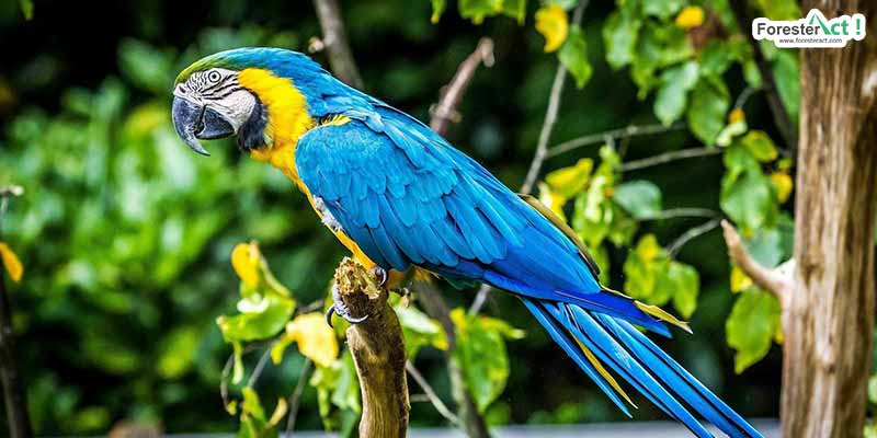 Detail Cara Menggambar Burung Beo Nomer 33