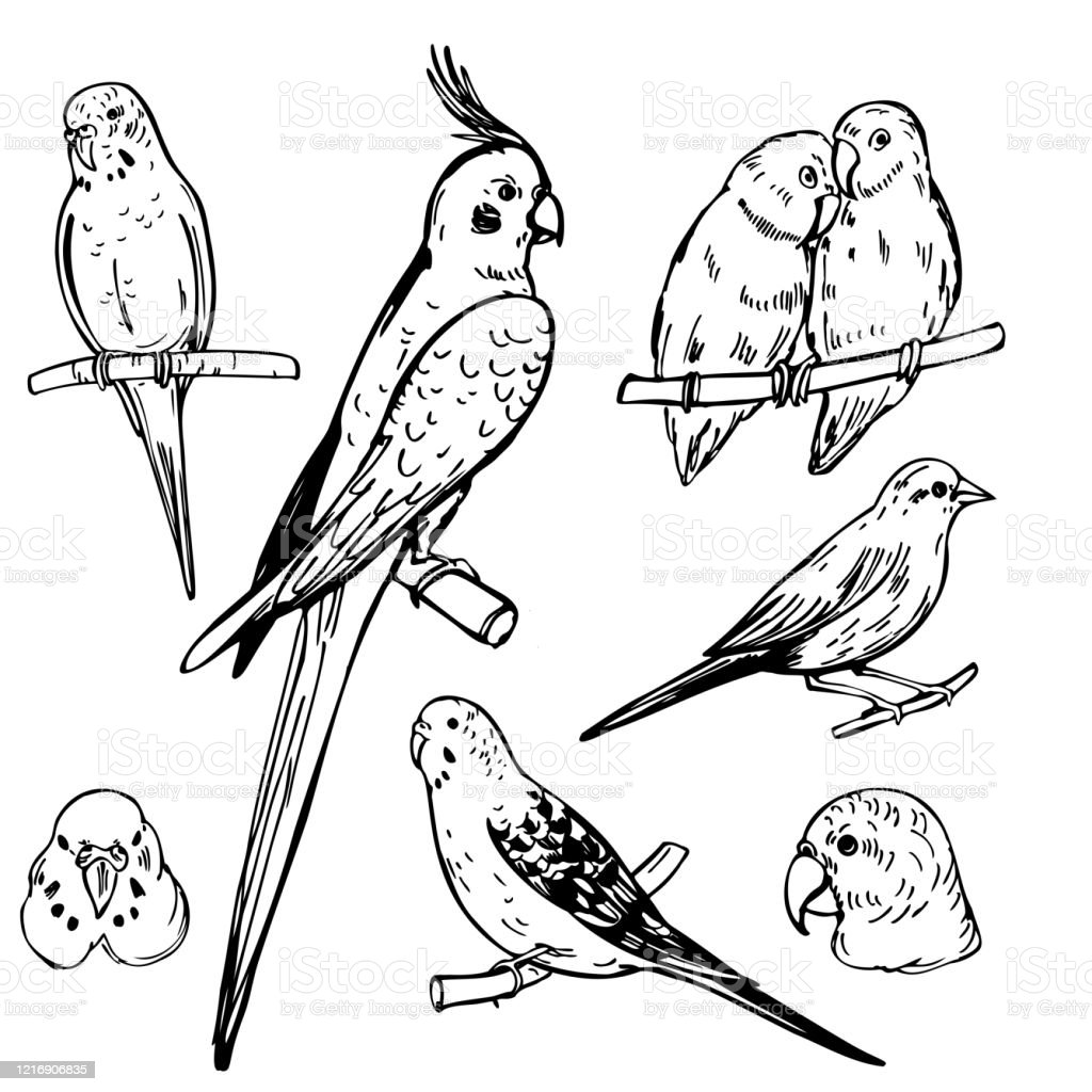Detail Cara Menggambar Burung Beo Nomer 38