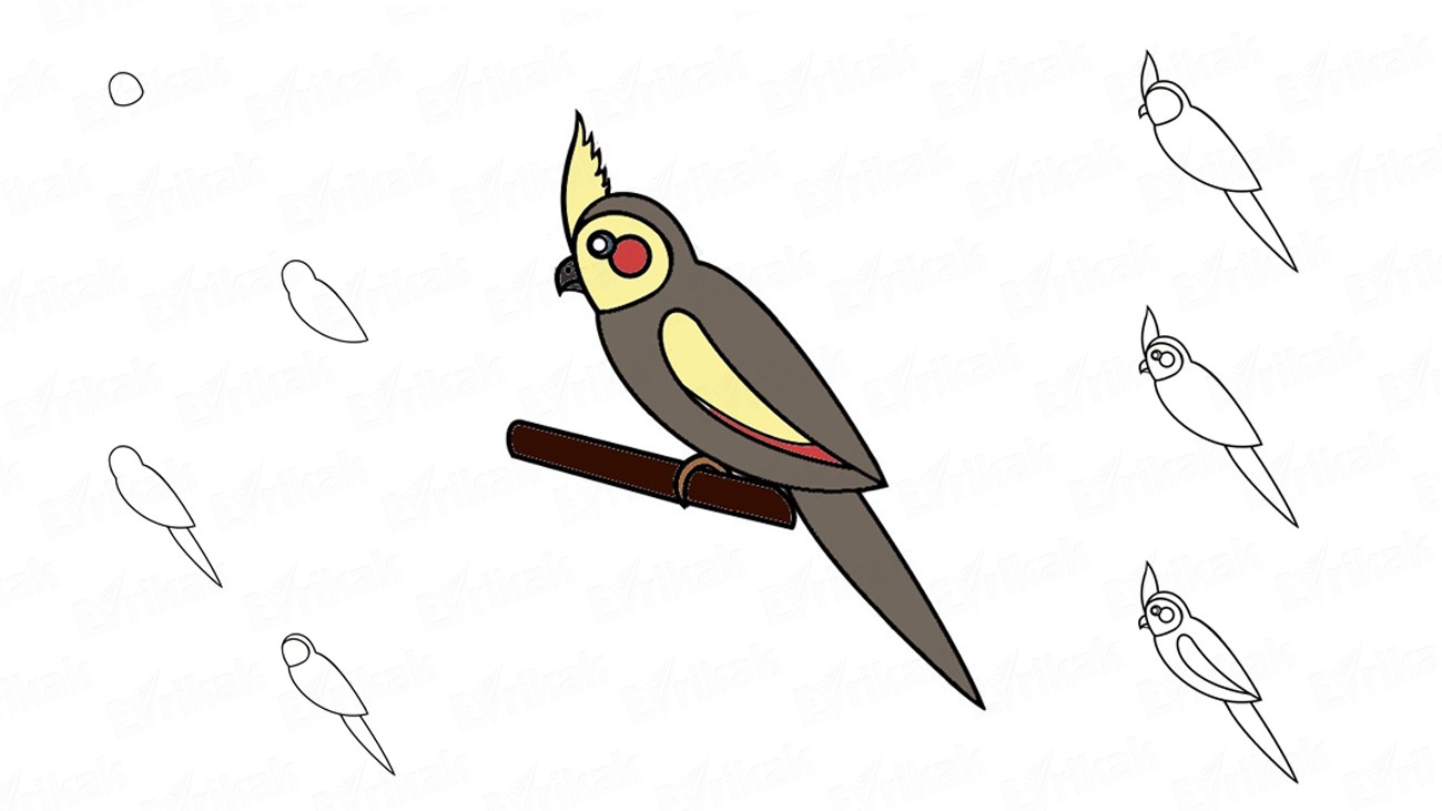 Detail Cara Menggambar Burung Beo Nomer 43