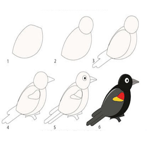 Detail Cara Menggambar Burung Beo Nomer 57