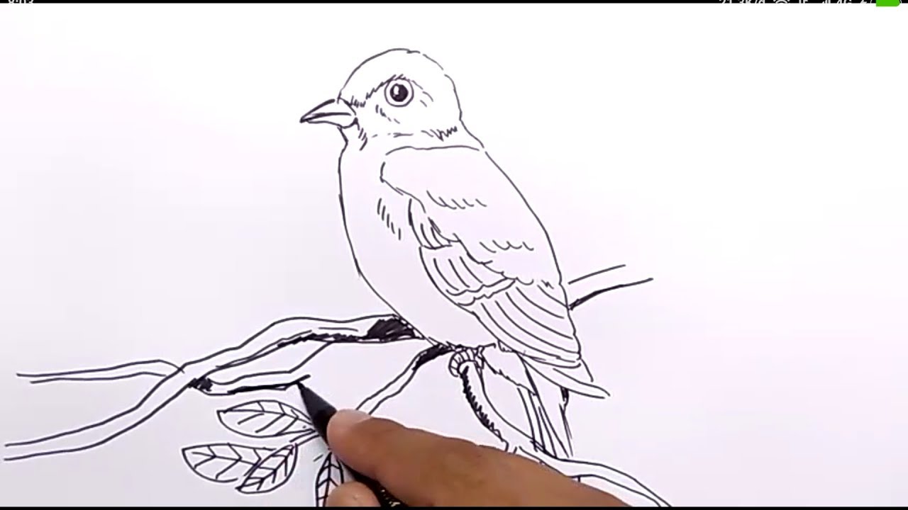 Detail Cara Menggambar Burung Di Pohon Nomer 6