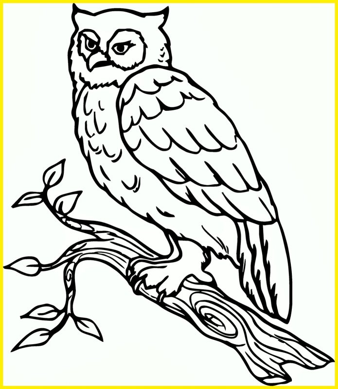 Detail Cara Menggambar Burung Di Pohon Nomer 52