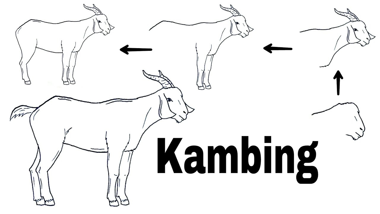 Detail Cara Menggambar Kambing Yang Mudah Nomer 2