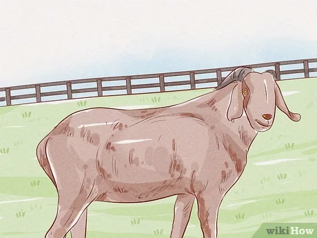 Detail Cara Menggambar Kambing Yang Mudah Nomer 23