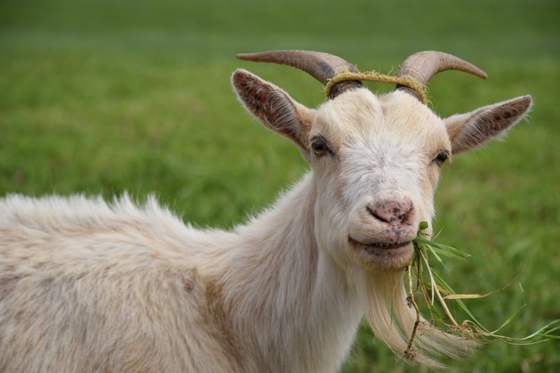 Detail Cara Menggambar Kambing Yang Mudah Nomer 28