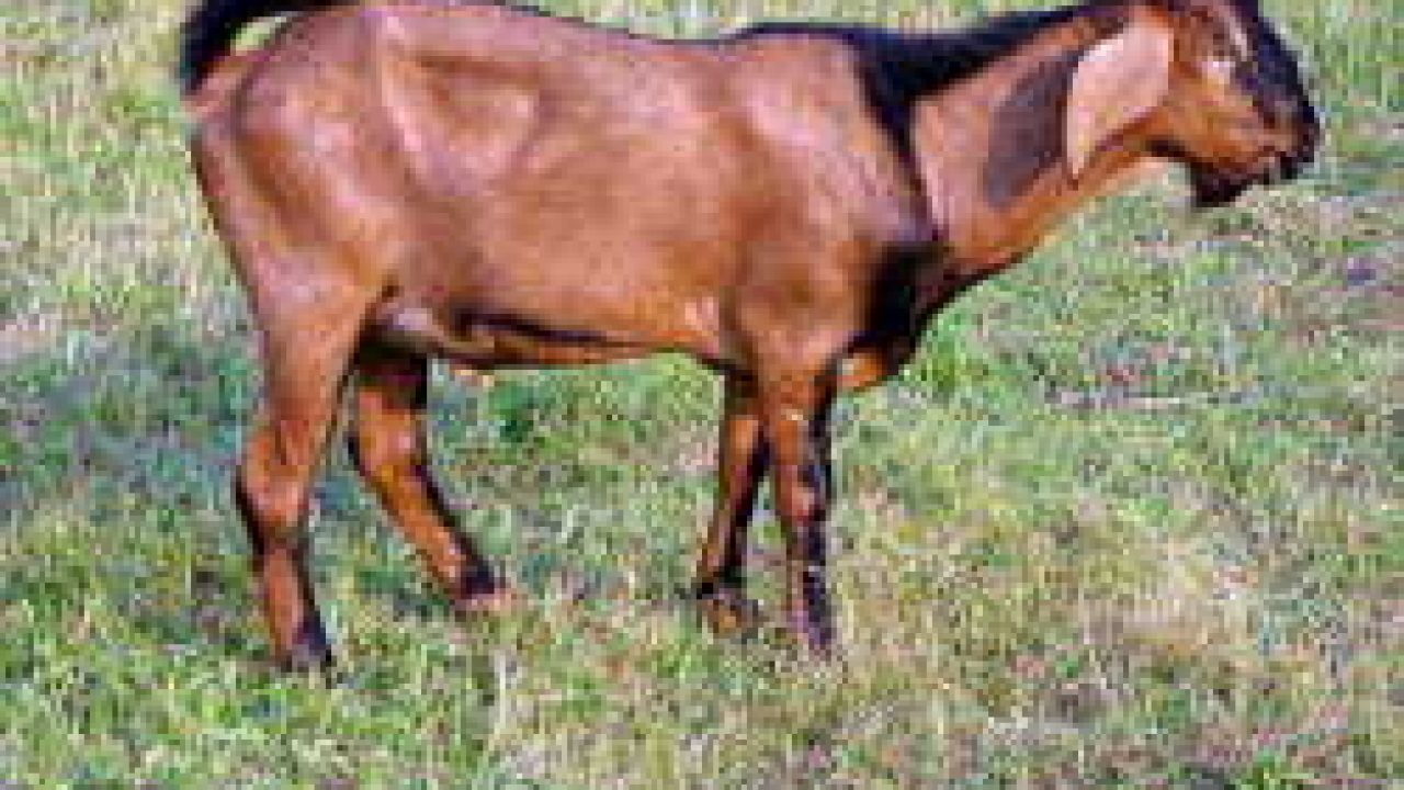Detail Cara Menggambar Kambing Yang Mudah Nomer 44
