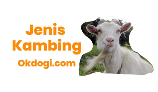 Detail Cara Menggambar Kambing Yang Mudah Nomer 45