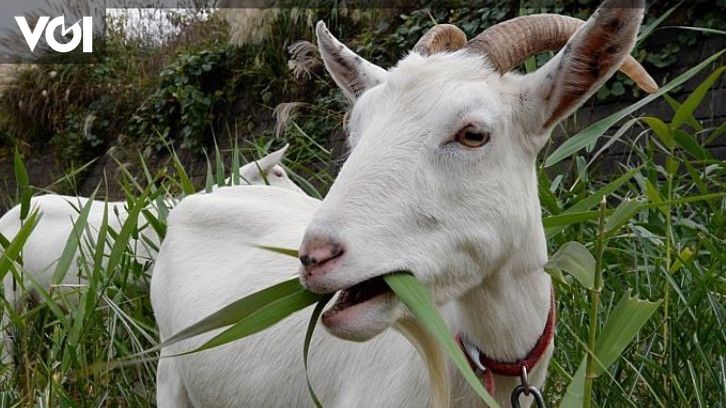Detail Cara Menggambar Kambing Yang Mudah Nomer 48