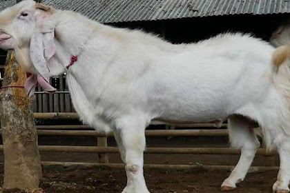 Detail Cara Menggambar Kambing Yang Mudah Nomer 51